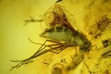 Detailed Fossil Fly (Diptera) and a Spider (Araneae) in Baltic Amber #183604-1